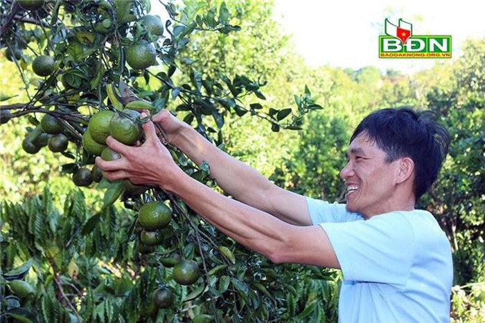 Mô hình trồng xen cây ăn quả trong vườn càphê ở Đăk Hà  FeedIn